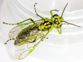 Rhogogaster scalaris